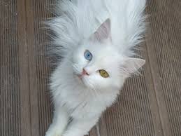 Satilik Kedi Ilanlari Ve Fiyatlari Kedi Sahiplendirme Ilanlari