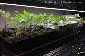 Even if you can't completely reverse their growing patter with more light, the good news is that even leggy plants have hope. Leggy Or Spindly Seedlings One Hundred Dollars A Month