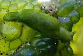 Image result for Ypsilopus liae