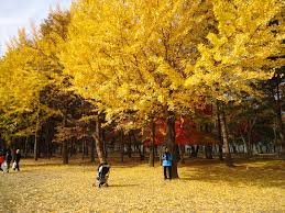 Korea selatan merupakan salah satu destinasi liburan favorit masyarakat di musim semi, kamu bisa melihat mekarnya bunga kanola dan sakura yang menciptakan kontras warna kuning everland adalah taman wisata terbesar di korea selatan, yang terdiri dari berbagai wahana. Musim Luruh Di Korea 2018
