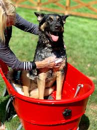 We have now placed twitpic in an archived state. Booster Bath Dog Bath Tub Home