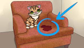 comment empecher un chat d aller sur le canapé angle