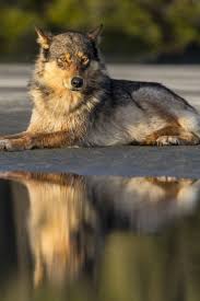 Pin By Marcos Roberto On Lobos Wild Dogs Animals Beautiful Beautiful Dogs