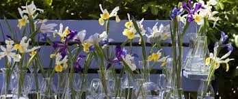 Bearded iris need good air circulation. Iris Care Tips Chrysal