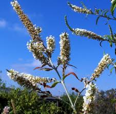 Image result for Buddleja asiatica