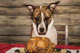 Maybe you would like to learn more about one of these? Thanksgiving Safety For Your Pet West Ave Animal Hospital