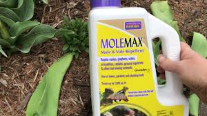 We did not find results for: Oops I Meant To Say Invasion Of The Voles Not Moles Mov Youtube
