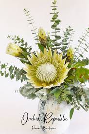 Image result for Protea argyrea