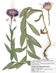 Image result for Centaurea praecox
