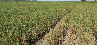 Jump to navigation jump to search. Temperaturas Elevadas Y El Clima Seco Continuan Afectando La Condicion De Los Cultivos Agrolink