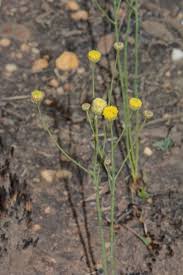 Image result for Nolletia zambesica