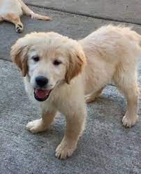Golden Retriever Puppy For Sale In San Francisco Ca Adn 64618 On Puppyfinder Com Gender Female Age Golden Retriever Golden Retriever Puppy Retriever Puppy