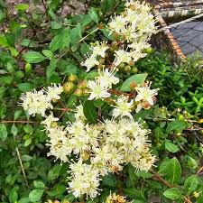 Image result for Lawsonia inermis