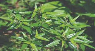 Image result for Croton steenkampianus