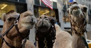 Find the perfect size moving truck to assist with. Farm Animals In Demand For Nativity Scenes Cbs News