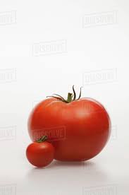 I planted seedlings instead of seeds so i had a good head. A Really Small Tomatoes Next To A Really Big Tomato Stock Photo Dissolve