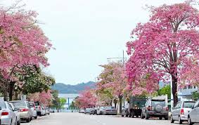 Siapa sangka, kebun raya cibodas di bogor, indonesia boleh anda temui bunga sakura yang mekar berkembang seperti di jepun. Tak Perlu Terbang Sampai Ke Jepun Boleh Saja Nikmati Indahnya Bunga Sakura Di Kedah