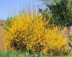 Forsythia Shrubs Enhance A Landscape Shrubs Shrubs For Borders Spirea Plant