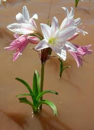 Image result for Crinum paludosum