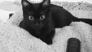 If for some reason you are unable to keep your adopted pet. Seattle Humane Offers Free Black Cats For Black Friday Komo
