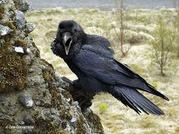 Hrafn Raven Corvus Corax Crows Ravens Pet Birds Black Bird