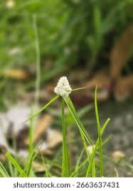 Image result for Kyllinga squamulata