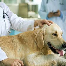 Doctor mary is the best! Our Services Affordable Animal Hospital