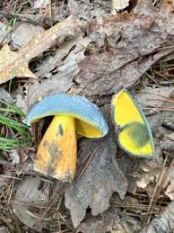 Image result for Boletus projectelloides