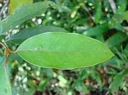 Image result for Vismia orientalis