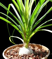 Image result for Beaucarnea recurvata