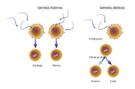 Gemelos Identicos Nhgri