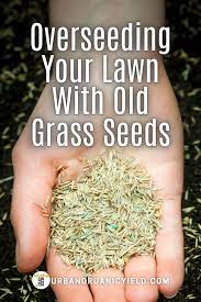 How To Overseed Your Lawn In Spring Grass Seed Planting Grass Grass
