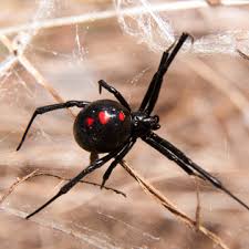 Types of spiders in tennessee. How To Identify If The Spiders In Your Home Are Dangerous Memphis Tn