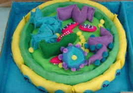 Using 3d models of the parts of plant and animal cells can help students to understand the cell from a visual perspective. Tactile Maps And Mapping
