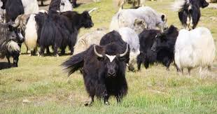 7 Weirdest Animals That You Can Find on ...