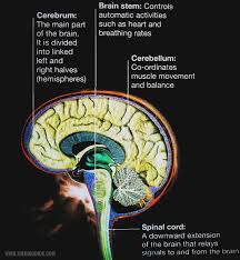The central nervous system is composed of the brain and the spinal cord. Central Nervous System Cns Central Nervous System Parts Structure And Function Of Central Nervous System Central Nervous System Diagram
