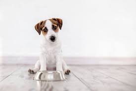 How to get my dog to eat dry food. Dog Not Eating But Seems Fine