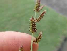 Image result for Echinochloa colona