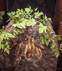 Spencer reports that another name for this cane is 'ule'ohu'i,' but more often 'ule'ohu'i' is said to be synonymous with a different cane, 'uluhui.' Sweet Potato Cultivation In Polynesia Wikipedia