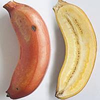 Pisang berangan is about slightly more than double the size of pisang emas and the difference doesn't stop there. Local Bananas A Cheat Sheet On The Common Banana Types Sold Here Africa News Top Stories The Straits Times