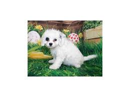 How to find a cavapoo rescue available for adoption? Cavapoo Dog Female White 2681107 Petland Batavia Il