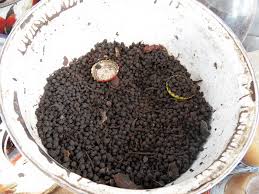 Image result for Piper guineense