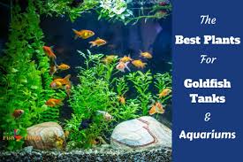 12 Best Plants For Goldfish Tanks And Aquariums Goldfish Tank Fish Tank Plants Cool Plants