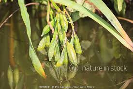 To enjoy the blooms most readily plant siberian iris gardens. 00088011 Yellow Iris Iris Pseudacorus Seed Pods Hanging In The Water Waterland Noord Holland The Netherlands