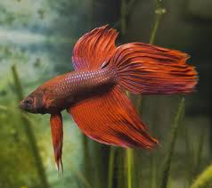 Bloated betta fishsome symptoms of a bloated betta fish:1. How To Train Your Betta Fish How To