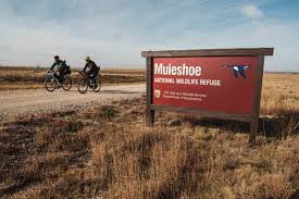 It involves buying and selling turnips at the most optimum times but it isn't without risk. Plains Perspective Bikepacking Com