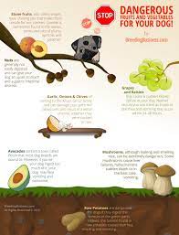 The Most Dangerous Fruits Vegetables For Dogs Infographic Best Dog Food Avocado For Dogs Can Dogs Eat Grapes