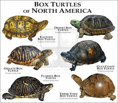 Box Turtles Of North America Art Fine Art Print Box Turtle Turtle Tortoise Turtle