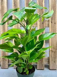 Image result for Carvalhoa macrophylla