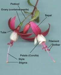 Image Result For Anatomy Of Fuchsia Flower Pictures Fuchsia Flower Flowers Flower Pictures
